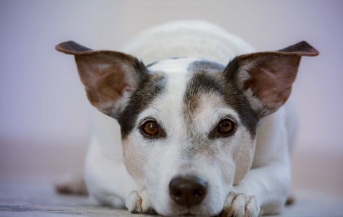 Image-dog